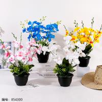 Phalaenopsis Potted Plant (1 x 15)