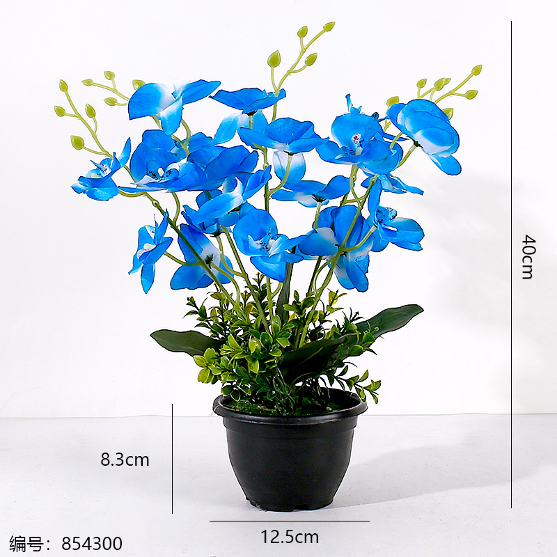Phalaenopsis Potted Plant (1 x 15)