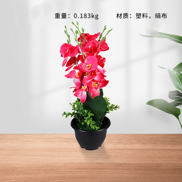 Black pot phalaenopsis bonsai