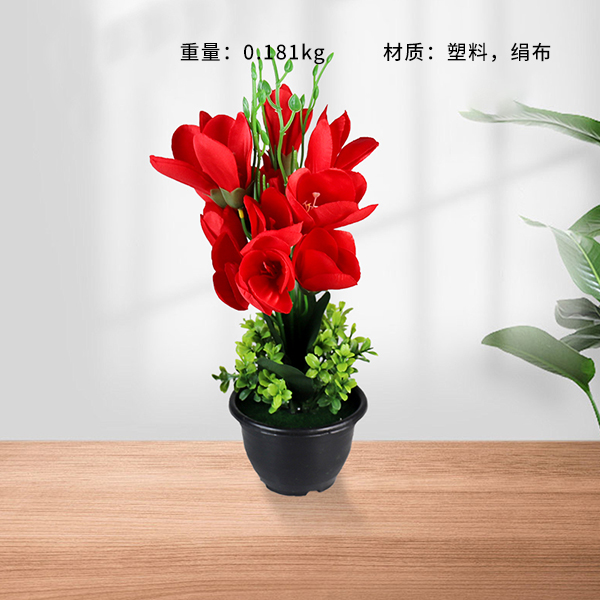 Black bonsai spring magnolia flower bonsai